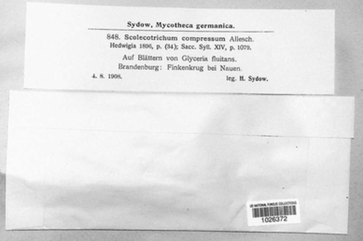 Passalora compressa image